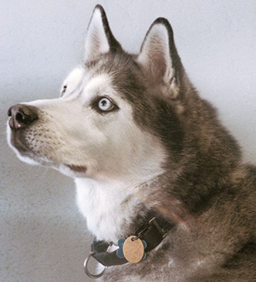 Loki, Employee Retention Specialist